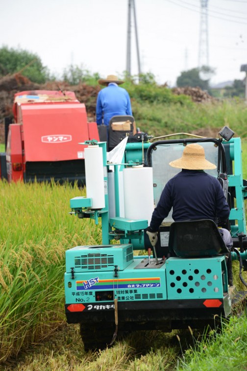 飼料稲の収穫2015