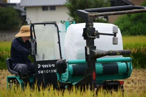 飼料稲の収穫2015
