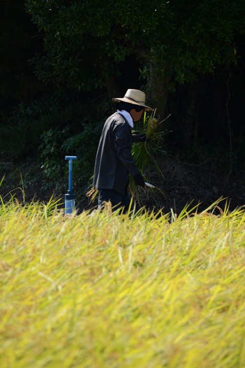 大場町島地区のコシヒカリの稲刈り2015