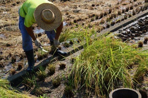 大場町島地区のコシヒカリの稲刈り2015
