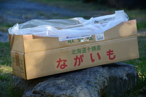 北海道から長芋を送っていただきました。