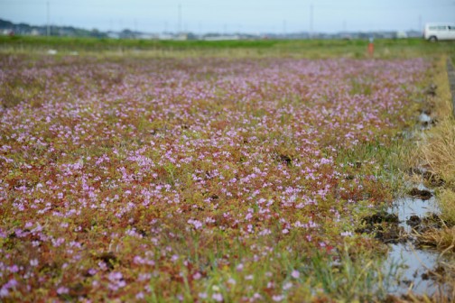ゲンゲ（紫雲英、翹揺 Astragalus sinicus）はマメ科ゲンゲ属に分類される越年草である。中国原産。レンゲソウ（蓮華草）、レンゲ、とも呼ぶ。