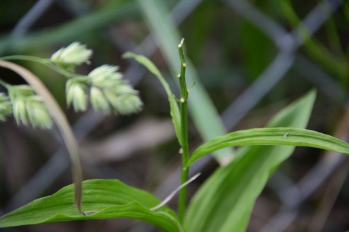 キンラン（金蘭、Cephalanthera falcata）はラン科キンラン属の多年草で、地生ランの一種。和名は黄色（黄金色）の花をつけることに由来する。  特徴 山や丘陵の林の中に生える地上性のランで、高さ30-70cmの茎の先端に4月から6月にかけて直径1cm程度の明るく鮮やかな黄色の花を総状につける。花は全開せず、半開き状態のままである。花弁は5枚で3裂する唇弁には赤褐色の隆起がある。葉は狭楕円形状で長さ10cm前後、縦方向にしわが多い。柄は無く茎を抱き、7、8枚が互生する。