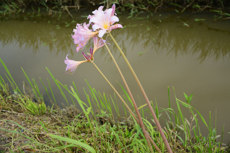 茎はヒガンバナ でも花はピンクのユリ 初めて見たぞ ナツズイセン 水戸市大場町 島地区農地 水 環境保全会便り