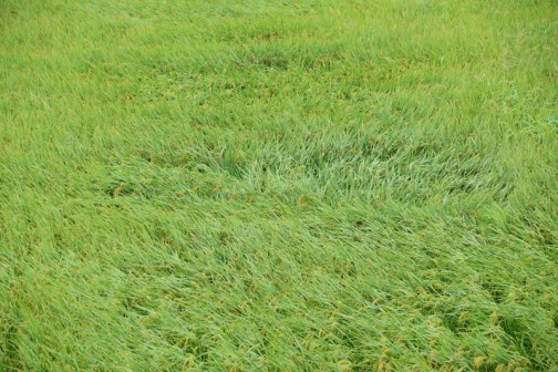 あの竹のように強い飼料稲の田んぼにも珍しく穴があいています。台風すごいな。