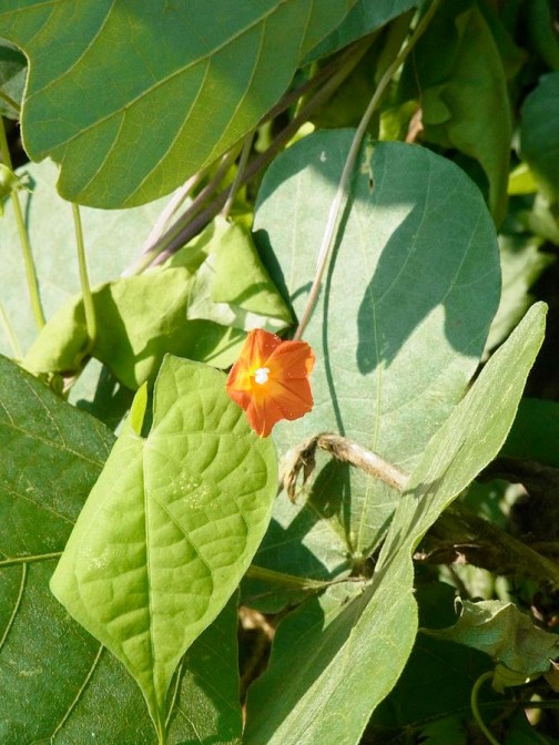ウィキペディアで写真を引っぱってきました。葉っぱはヒルガオ科というだけあって、ヒルガオの葉にそっくりです。