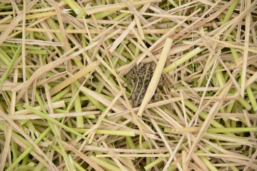 ・・・カエルが一本の藁の下に隠れていました。
