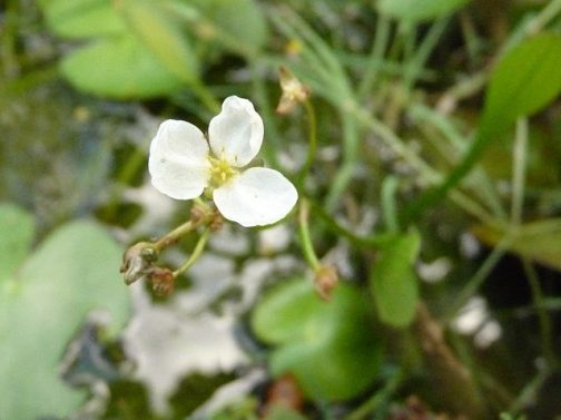 Wikipediaによれば ウリカワ（Sagittaria pygmaea Miq.）は、オモダカ科オモダカ属の水生植物である。水田雑草として知られる。 とあります。気がつかないだけかもしれませんが、僕は見たことがないなあ・・・