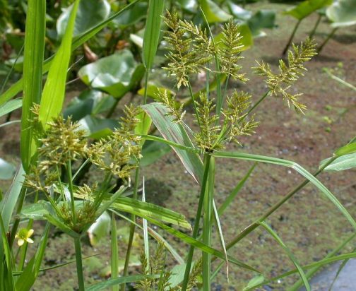 ミズガヤツリは日本全国に分布する多年生カヤツリグサ科雑草。種子発生も見られるが、実際の水田では地下に形成される塊茎が繁殖源となる。 と、農研機構の雑草関連情報に書いてありました。
