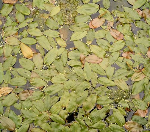 Wikipediaには ヒルムシロ（Potamogeton distinctus）は、単子葉植物ヒルムシロ科ヒルムシロ属に分類される、浮葉性の水草である。また、ヒルムシロ属の種のうち、浮葉を展開するものの総称でもある。 とあります。これは見たことがありません。浮き草なんですね！