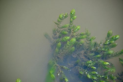 葉っぱの数が多いようなキモしますが、シャジクモの仲間でしょうか・・・ Wikipediaによると シャジクモ（車軸藻、学名：Chara braunii）は、車軸藻綱に分類される藻類。湖やため池などに生育する。 となっています。