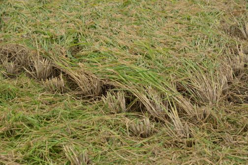稲は風で倒れたので、一方向に向かっています。倒れた稲に向かっては刈れないので、左奥、右奥に向かって行ってはバックして戻りでの収穫です。単方向・・・というわけですね。