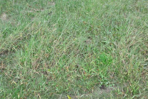 草ボーボーになっていて「あ”〜〜〜〜草刈りしなくちゃ」と、思っていたので、そのくらいは草が生えていたはずなんです。その証拠に水を被っていないイネ科の雑草はこんなに元気です。