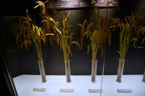 左端：赤毛 採用年：1905（明治38）年←読みにくいので間違っているかも 北海道での稲作開始期に用いられた在来種。 左から2番目：坊主 採用年：1909（明治42）年 赤毛から改良された品種で、栽培可能地が飛躍的に拡大した。 その隣は走坊主と続く