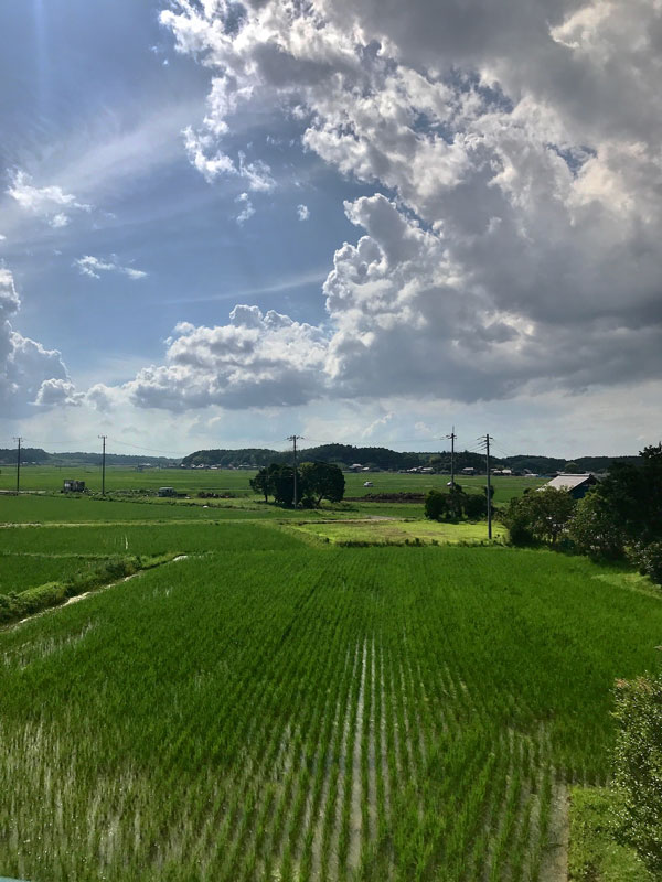 田鏡はすっかり小さくなってしまい、稲と稲の隙間にわずかにあって、ほんのちょっと空を映しているだけです。雨模様の日が多いけど、たまに松の空が顔を出します。