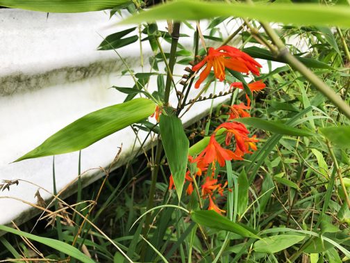 ノカンゾウのような花ですが、ノカンゾウよりは花が小さく、花色もずっと濃く目立ちます。