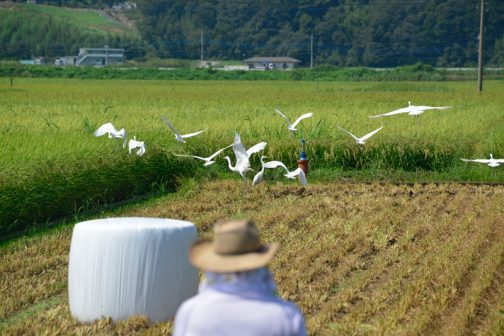 刈取り痕ではバッタやカエルが飛び跳ねています。それを狙ってか、鳥たちがたくさん集まってきます。