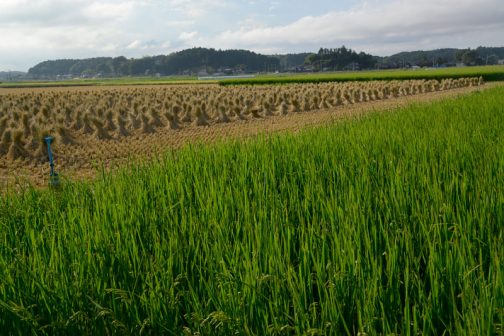 手前は飼料稲なので緑。真ん中に藁をはさんで空が白。3色の層になってます。