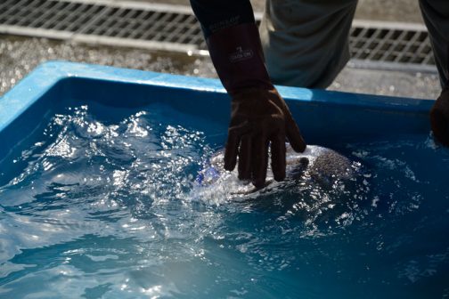 熱々で湯気の立った種籾を冷水に浸けてジャブジャブ。