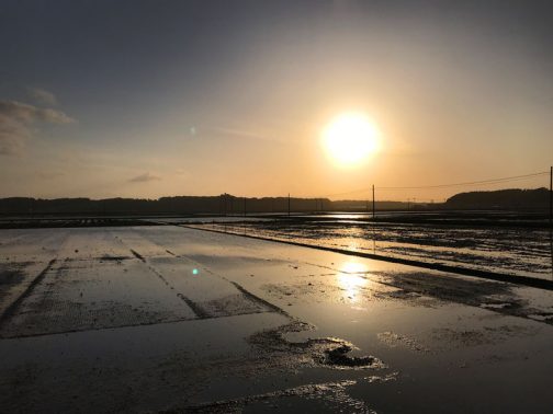 島地区は昨日から田植えが始まっていました。ほぼすべての田んぼに水が入っています。稚苗が成長してボーボーになるまでの数週間、1年で一番いい季節、田鏡の始まりです。