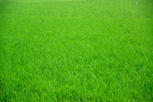 田んぼは緑が目にしみる感じ。水面はほとんど見えなくなってしまいました。草の勢いは1ヶ月前と変わらないのですが、こういうところに季節の変化を感じます。
