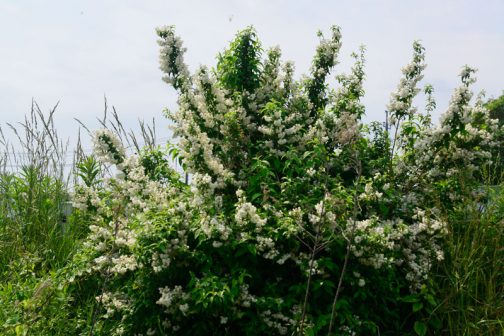 県道との境界法面に低木が何本か生えていて、白い小さな花をたくさん咲かせています。写真を穫っていたら会長さんが声をかけてくれました。「あれ、卯の花。ウツギの花」
