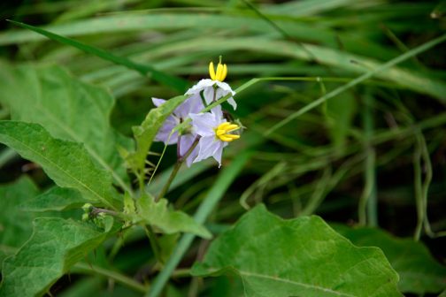 6月 島地区の畦に咲く花 水戸市大場町 島地区農地 水 環境保全会便り