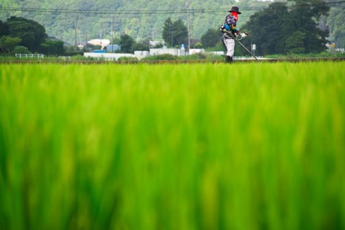 飼料稲はまだ直立してますけど、食用米はもうお辞儀をしています。田んぼは稲の種類によって随分様子や色が違います。
