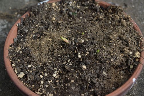 今年は「鉢植えの方が球根が増えやすいのではないか？」と考えて鉢に植えてみたのですが、こちらはまだまだでした。