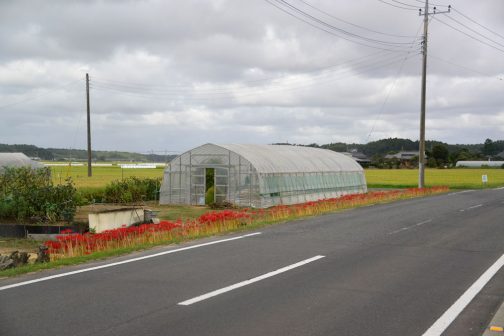 一番最初に植えたこの場所はIさんの手入れもよく見応えがあります。