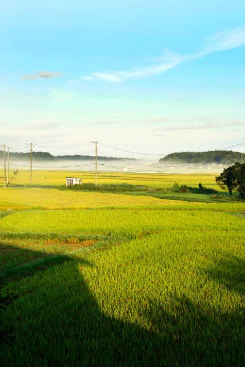 朝靄の上をお日様が照らしています。稲刈りも着々と進んで、牛さんの餌が道路に並び始めました。この時期になると「日本の人のコメ離れ」を実感します。だって、食用米はほんの一握りであたり一面牛さんの餌なんですもん。