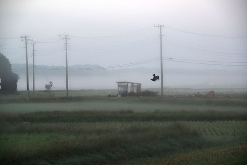 前夜の天気予報で「朝は霧が出る」と予報されていて、ちゃんと霧が出ました。それもかなり濃いヤツ。車で走るのも辛そうな霧の中、なぜか2羽のトンビが田んぼに急降下を繰り返していました。獲物がいたというよりは地上でじゃれあって遊んでいたようでした。