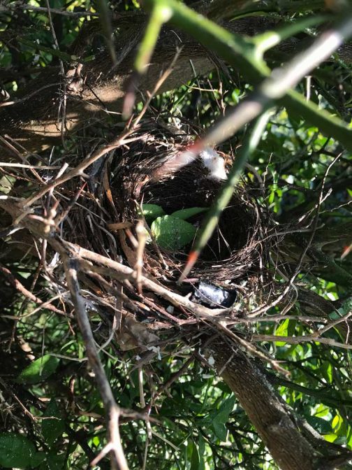 伐っている最中に、トゲトゲの中に可愛らしい鳥の巣を見つけました。今は使っていないようですが、確かにここならさすがの猫も入り込めません。かなり安全です。