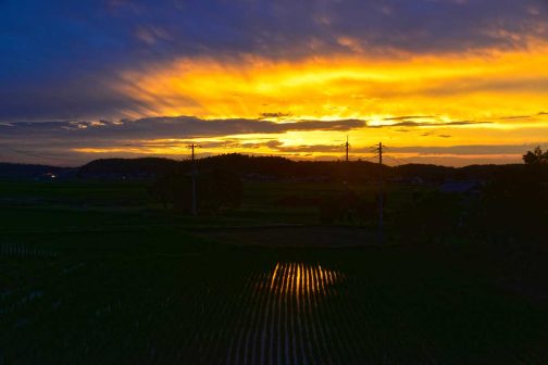 稲の成長とともに小さくなる田鏡ですが、もはや終盤です。晴れていてもこのように雲のある日は、日没直後が黄色と紺の空になるような気がします。この後一瞬ピンク色が来て夜になる・・・そんな感じ。