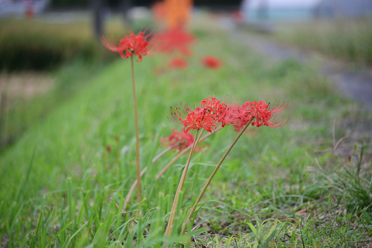 ヒガンバナの花と8月9月の草刈りの関係 水戸市大場町 島地区農地 水 環境保全会便り