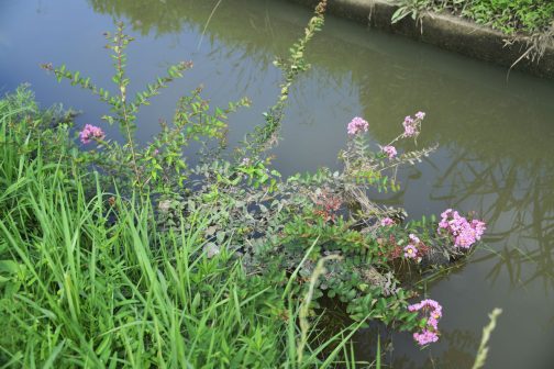 排水路の脇にピンクの花が咲いているのを見つけました。写真を撮って調べてみるとサルスベリとしか思えません。