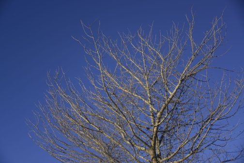 伐採されなかったイチョウの木が青い空に手を伸ばしています。雲ひとつないThe Day！