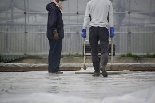 自宅で苗のお世話をする人以外の分はこちらに並べます。今日、明日で種まきは終わると思いますが、今日は昨日より天気が悪い予報・・・持つと良いのですが・・・