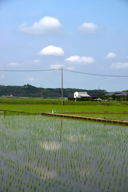稲はやっとピンと立ち上がったくらいなので、田んぼにはまだ空が映っています。