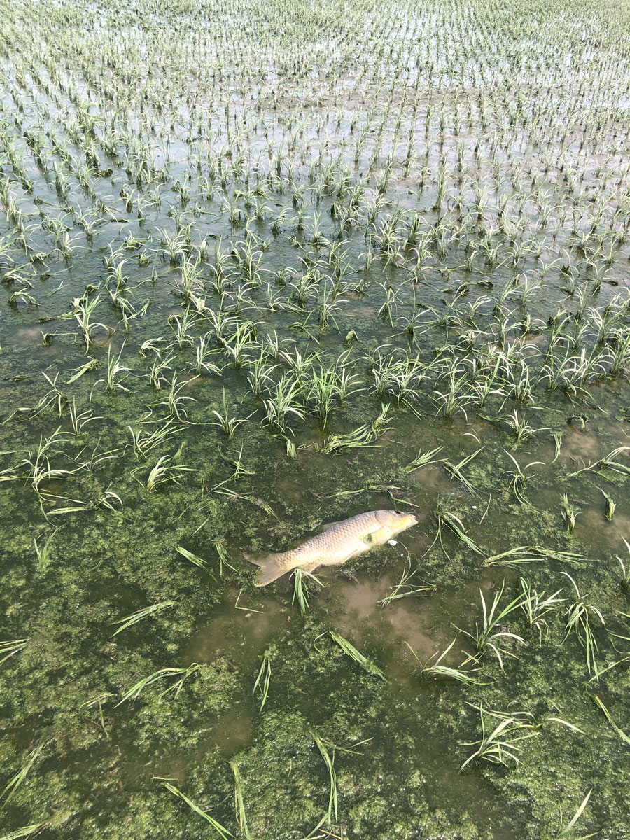 大雨で水浸しの田んぼその後 – 水 …