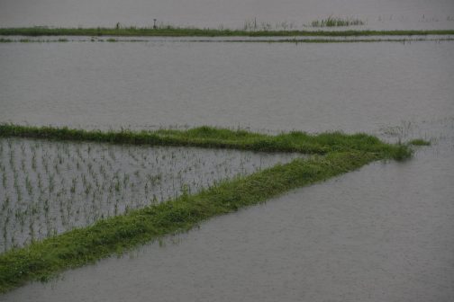 稲が見えている田んぼは、周りの田んぼより30センチくらい高いのでこのように見えています。