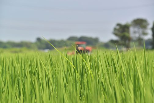 毎回、何の変哲も無い草刈り写真・・・ただ、周りの景色（特に稲の様子）は変わっています。そういう変化をお楽しみください。