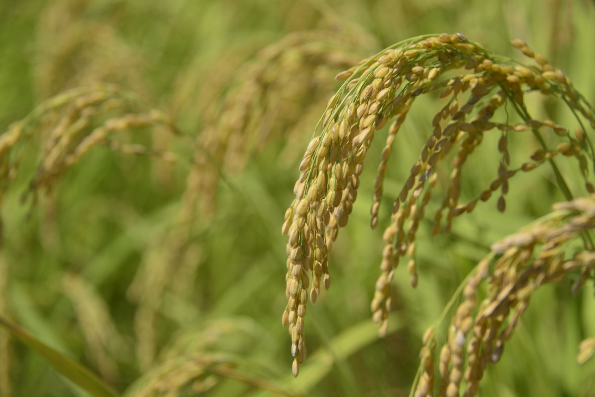 この写真は実際の稲刈りの田んぼじゃなく、隣の、多分食用米と思われる田んぼの稲穂の様子。（ま、イメージ画像です）