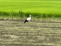 今回もスマホしか持っていなくて、しかもやっぱり少し遠い・・・コウノトリじゃないかなぁ・・・