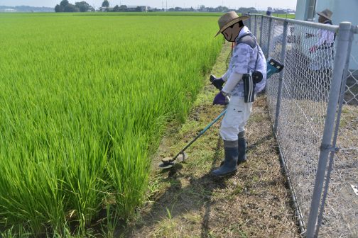 畦畔農用地法面の草刈り