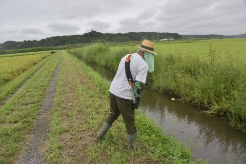 水路の点検