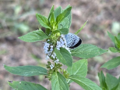 ウィキペディアを見ていたら、この蝶は卵から20日ほどで成虫になり、蝶の姿では2週間程度しか生きられないとのこと・・・なんだか短いような長いような・・・。たくさんチラチラ飛んでいるのを見かけますけど、考えてこともなかったです。