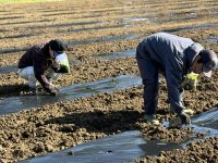 今蒔いて、収穫は6月ごろ・・・寒い冬を通り越してずいぶん時間のかかる植物です。