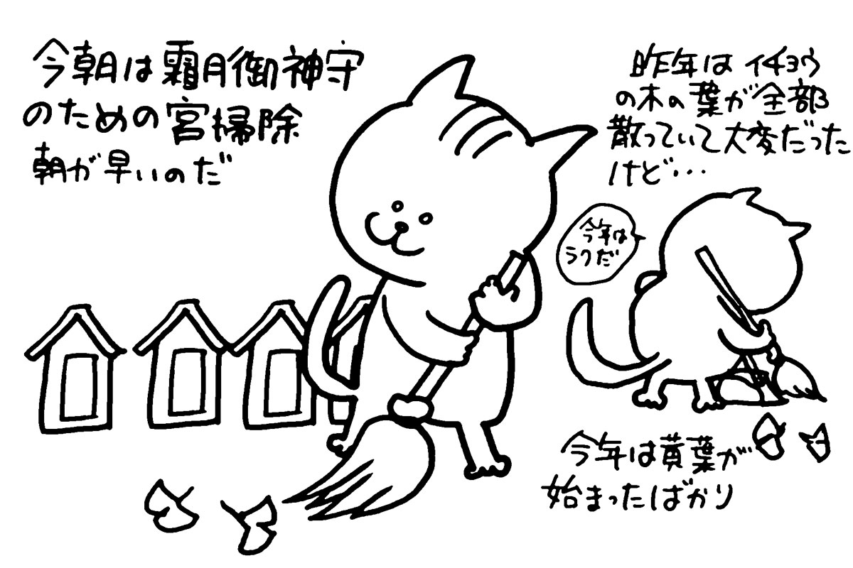 今日は島地区の小さな小さなおまつり「霜月御神守（しもづきごじんじ）」です。まずは朝早くから宮掃除・・・毎年イチョウの葉っぱが全部落ちて掃除がめちゃくちゃ大変だったのですが、今年は黄葉が遅くまだほとんど落ちていないかも・・・ということは掃除はラクなはず。とはいえ行くのは行かなくてはならないので時間はありません。