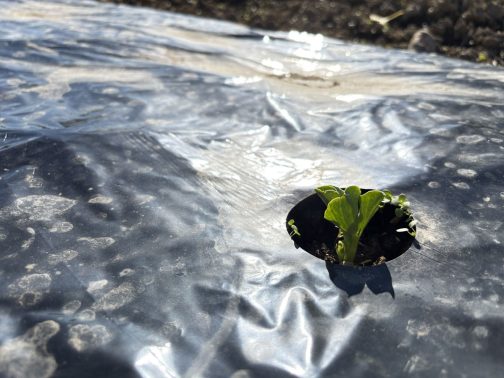 少し時間が経ってしまいましたけど、これが12月1日の写真です。いつの間にか芽を出していました。約一ヶ月もかかって芽を出して、確か田植えが終わった頃に収穫・・・本当に時間のかかる贅沢な作物です。